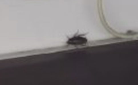 我怕蟑螂小学作文