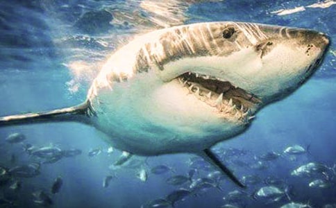 ���ƺ������ѧ���