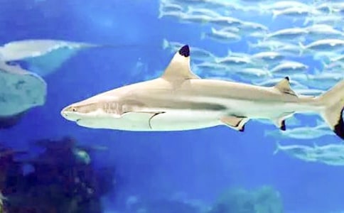 ʵ�õ��������Ļ����ƪ