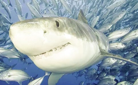 ���ƺ������ѧ��Ʒ���