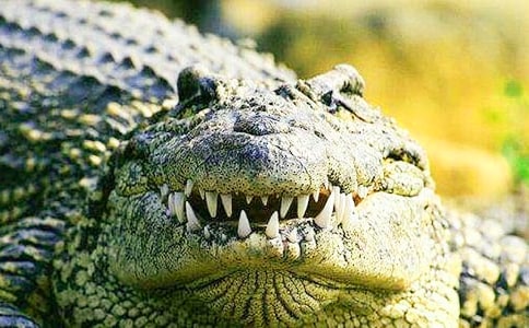 描写鳄鱼的经典作文450字(通用5篇)