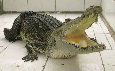 ��д��������ģ�ͨ��8ƪ��