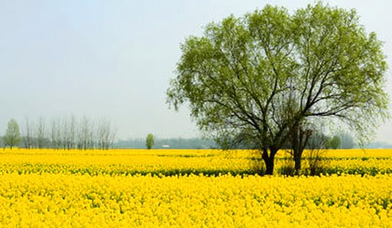 �׶����η��Ը巶��